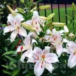 detaliu floare crin muscadet parfumat punctat primavara 110x110