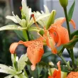 detaliu floare crin must see batut bicolor primavara 110x110