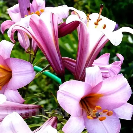 detaliu floare crin pink planet parfumat sidefat