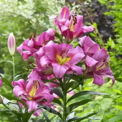 Bulbi Crin Purple Lady (Lilium)