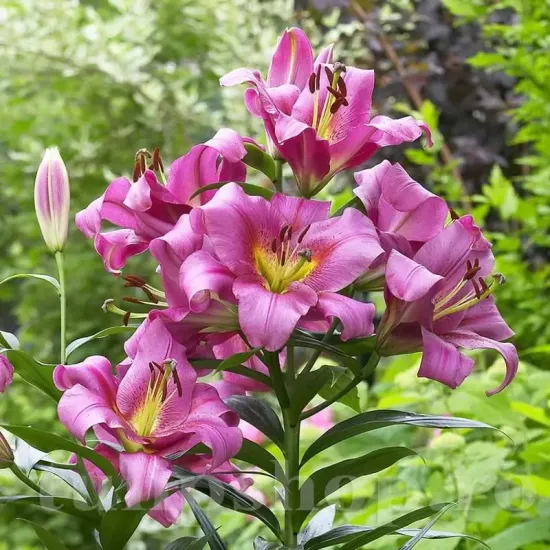 detaliu floare crin purple lady parfumat primavara