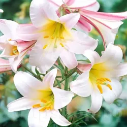 Bulbi Crin Regale Album (Lilium)