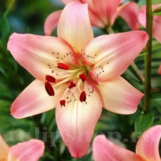 detaliu floare crin rosellas dream bicolor primavara