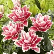 detaliu floare crin samantha batut fara polen primavara 110x110