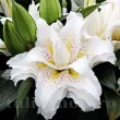 detaliu floare crin sita batut fara polen primavara 110x110