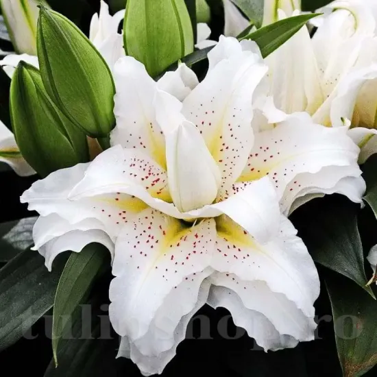 detaliu floare crin sita batut fara polen primavara