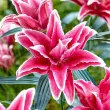 Bulbi Crin Roselily Tatsiana (Lilium) detaliu floare crin tatsiana batut fara polen 110x110