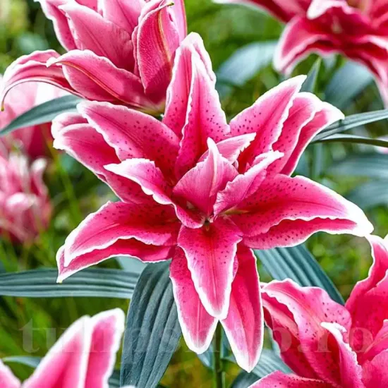 detaliu floare crin tatsiana batut fara polen