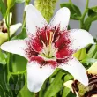 detaliu floare crin tribal kiss stropit centru inchis 110x110