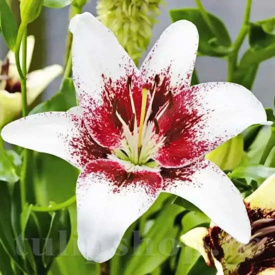 detaliu floare crin tribal kiss stropit centru inchis