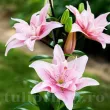bulbi crin elodie lilium tulipshop 110x110
