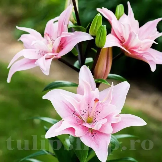bulbi crin elodie lilium tulipshop