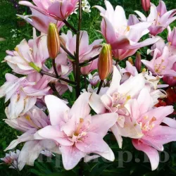 Bulbi Crin Elodie (Lilium) - Toamna