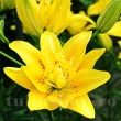Bulbi Crin Fata Morgana (Lilium) - Toamna bulbi crin fata morgana lilium tulipshop 110x110