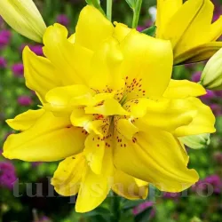 Bulbi Crin Fata Morgana (Lilium) - Toamna