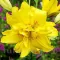 Bulbi Crin Fata Morgana (Lilium) - Toamna