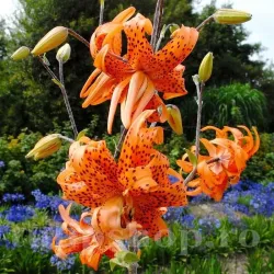 Bulbi Crin Flore Pleno (Lilium) - Toamna