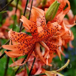 Bulbi Crin Flore Pleno (Lilium) - Toamna