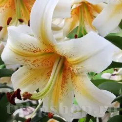 Bulbi Crin Mister Cas (Lilium) - Toamna