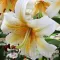 Bulbi Crin Mister Cas (Lilium) - Toamna