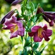Bulbi Crin Pink Perfection (Lilium) - Toamna bulbi crin pink perfection lilium tulipshop 110x110