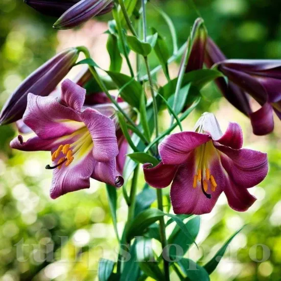 Bulbi Crin Pink Perfection (Lilium) - Toamna bulbi crin pink perfection lilium tulipshop