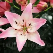 Bulbi Crin Rosella's Dream (Lilium) - Toamna bulbi crin rosellas dream lilium tulipshop 110x110