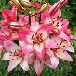 Bulbi Crin Rosella's Dream (Lilium) - Toamna Bulbi Crin Rosella's Dream (Lilium) - Toamna