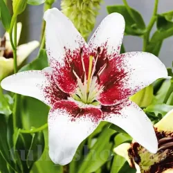 Bulbi Crin Tribal Kiss (Lilium) - Toamna
