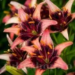 Bulbi Crin Whistler (Lilium) - Toamna bulbi crin whistler lilium tulipshop 110x110