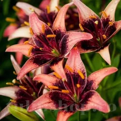 Bulbi Crin Whistler (Lilium) - Toamna Bulbi Crin Whistler (Lilium) - Toamna