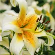 Bulbi Crin Mister Cas (Lilium) - Toamna bulbi crini mister cas crem caisa gradina 110x110
