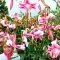 Bulbi Crin Anastasia (Lilium)