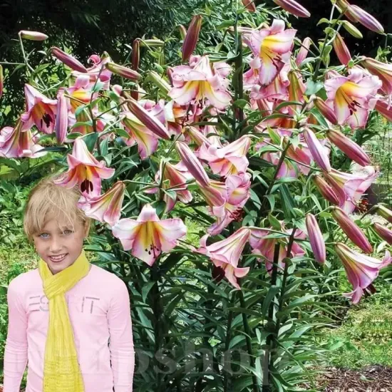 Bulbi Crin Beijing Moon (Lilium) - Toamna bulbi crini toamna beijing moon pachet