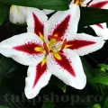 Bulbi Crin Hachi (Lilium)