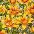 Bulbi Crin Double Nugget (Lilium) - Toamna bulbi crini toamna double nugget pachet 110x110