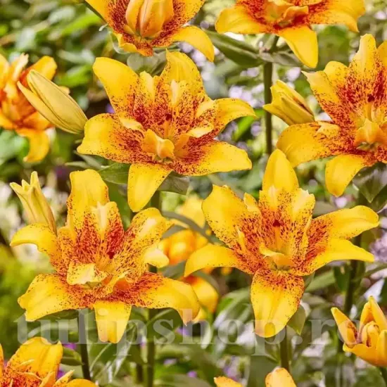 Bulbi Crin Double Nugget (Lilium) - Toamna bulbi crini toamna double nugget pachet