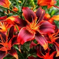 Bulbi Crin Forever Susan (Lilium)