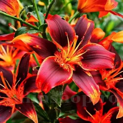 Bulbi Crin Forever Susan (Lilium)
