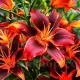 Bulbi Crin Forever Susan (Lilium) bulbi crini toamna forever susan pachet