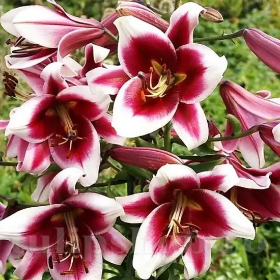Bulbi Crin Friso (Lilium) - Toamna bulbi crini toamna friso pachet