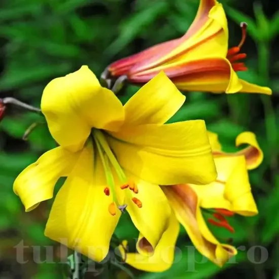 Bulbi Crin Golden Splendour (Lilium) bulbi crini toamna golden splendour pachet