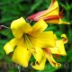 Bulbi Crin Golden Splendour (Lilium) bulbi crini toamna golden splendour pachet