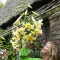 Bulbi Crin Honeymoon (Lilium) - Toamna