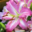 Bulbi Crin Josephine (Lilium) - Toamna bulbi crini toamna josephine pachet 110x110