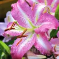 Bulbi Crin Josephine (Lilium)