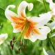 Bulbi Crin Lady Alice (Lilium) bulbi crini toamna lady alice pachet