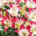 Bulbi Crin Lollypop (Lilium)