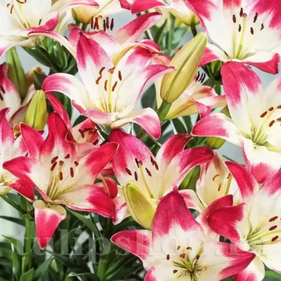 Bulbi Crin Lollypop (Lilium) bulbi crini toamna lollypop pachet