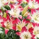 Bulbi Crin Lollypop (Lilium) bulbi crini toamna lollypop pachet